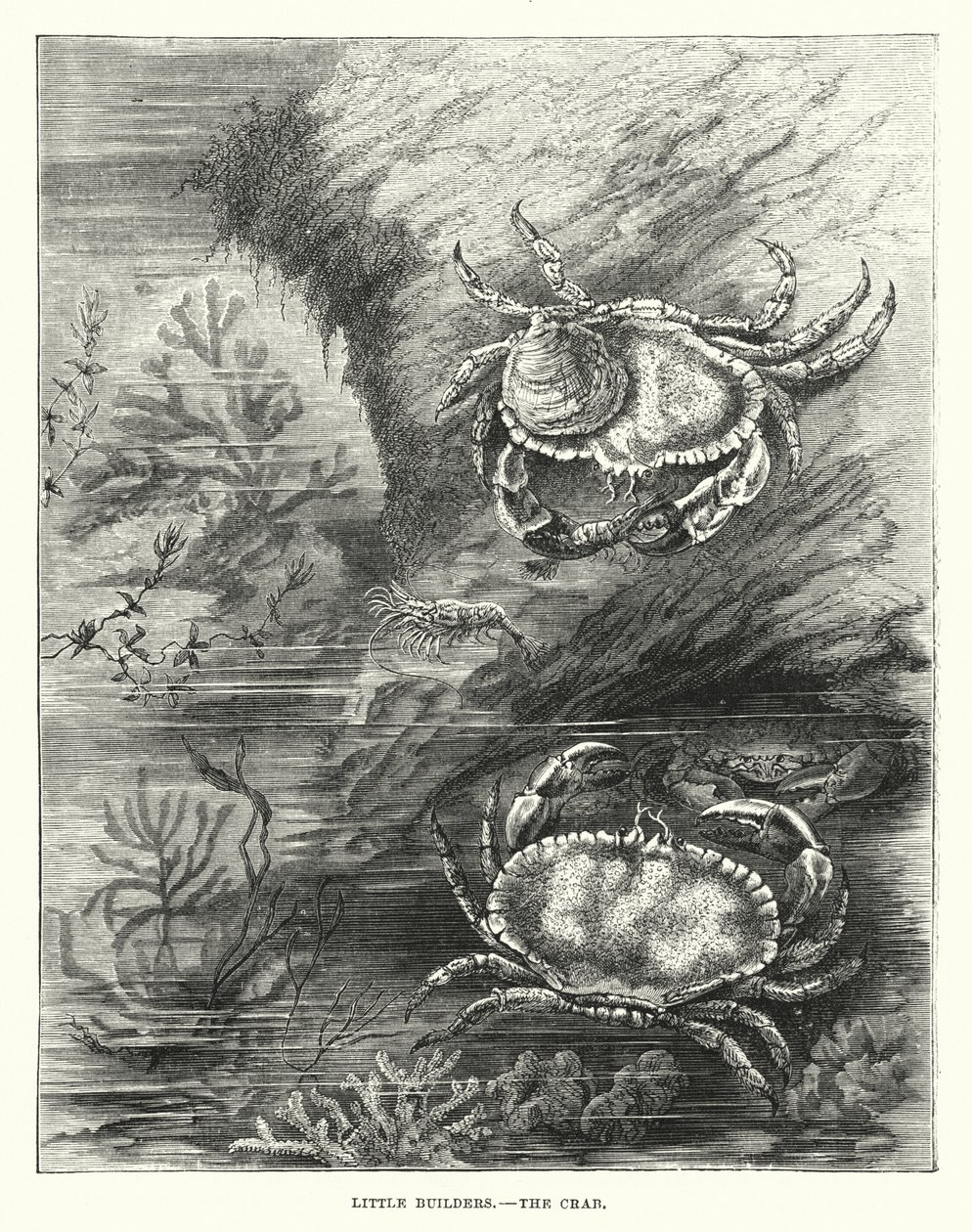 Little Builders, The Crab by English School