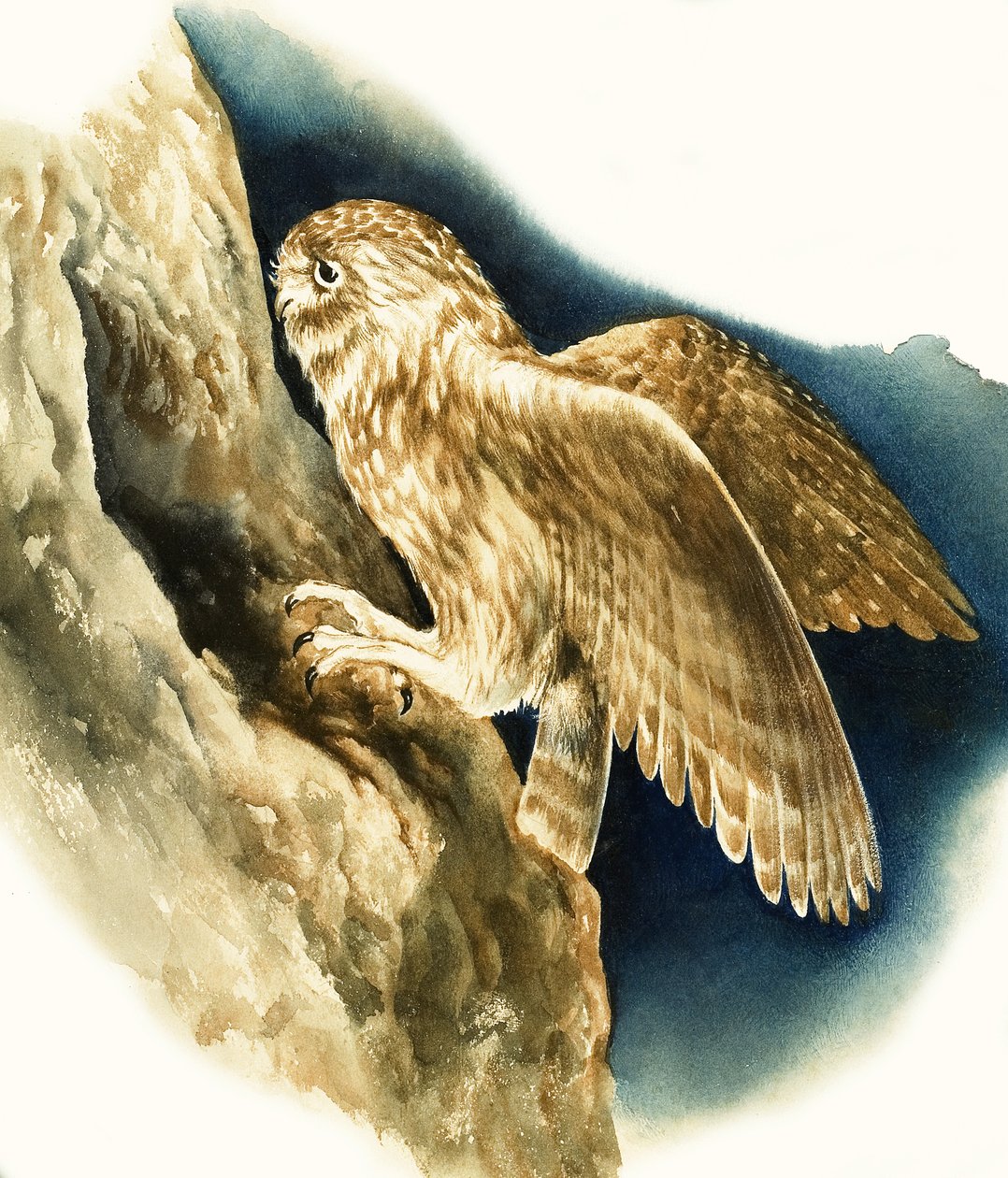 Little Owl by English School
