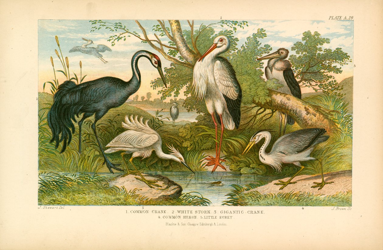 Long-legged Birds by English School