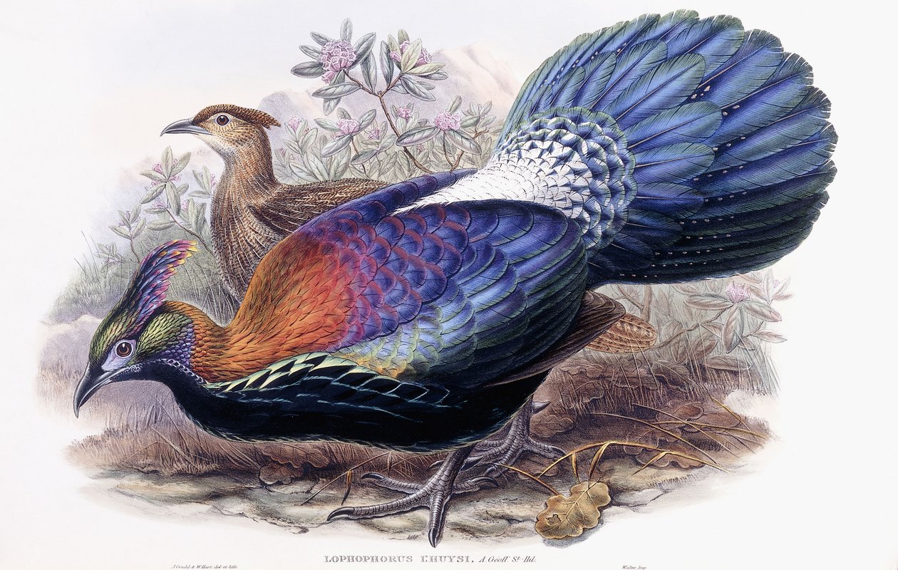 Lophophorus Lhuysii by English School