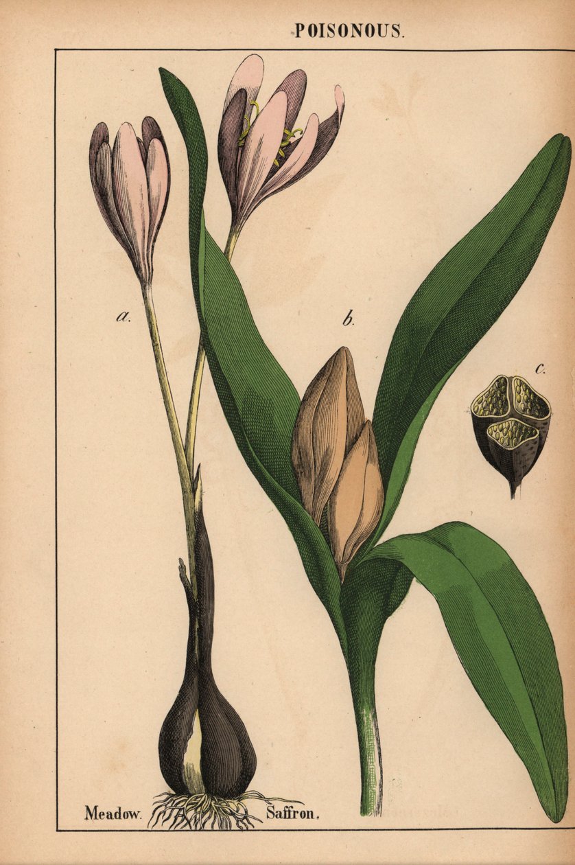 Meadow saffron with purple flower, from 