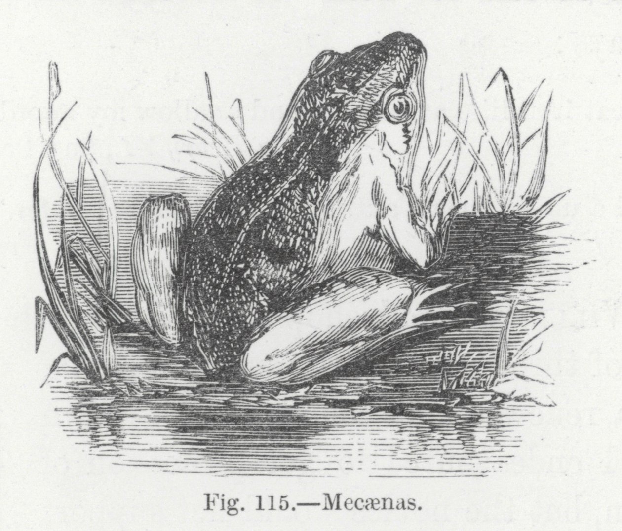 Mecaenas by English School