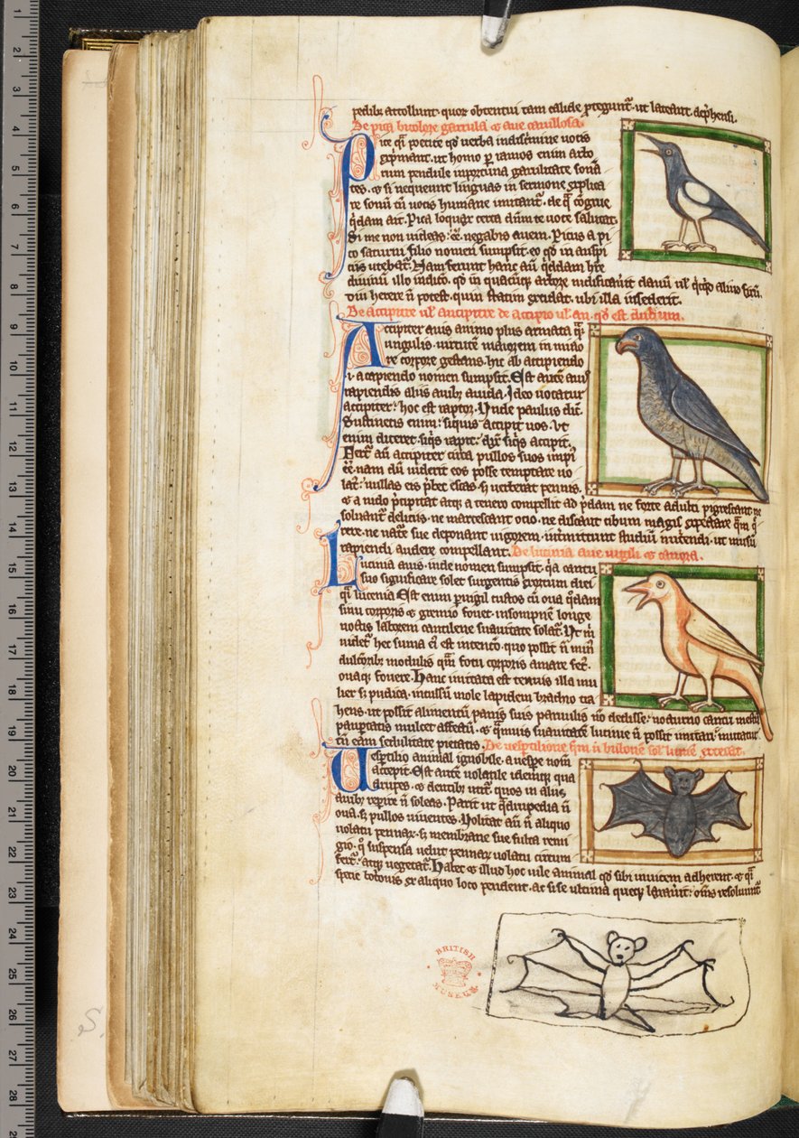 Miniatures of birds, and marginal drawing of a bat, from Theological miscellany, including the Summa de vitiis, Harley 3244, f.55v, c.1236-50 by English School