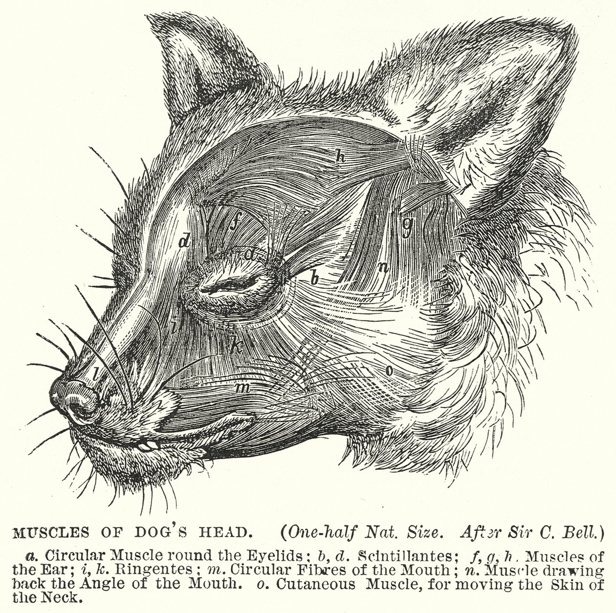 Muscles of Dog