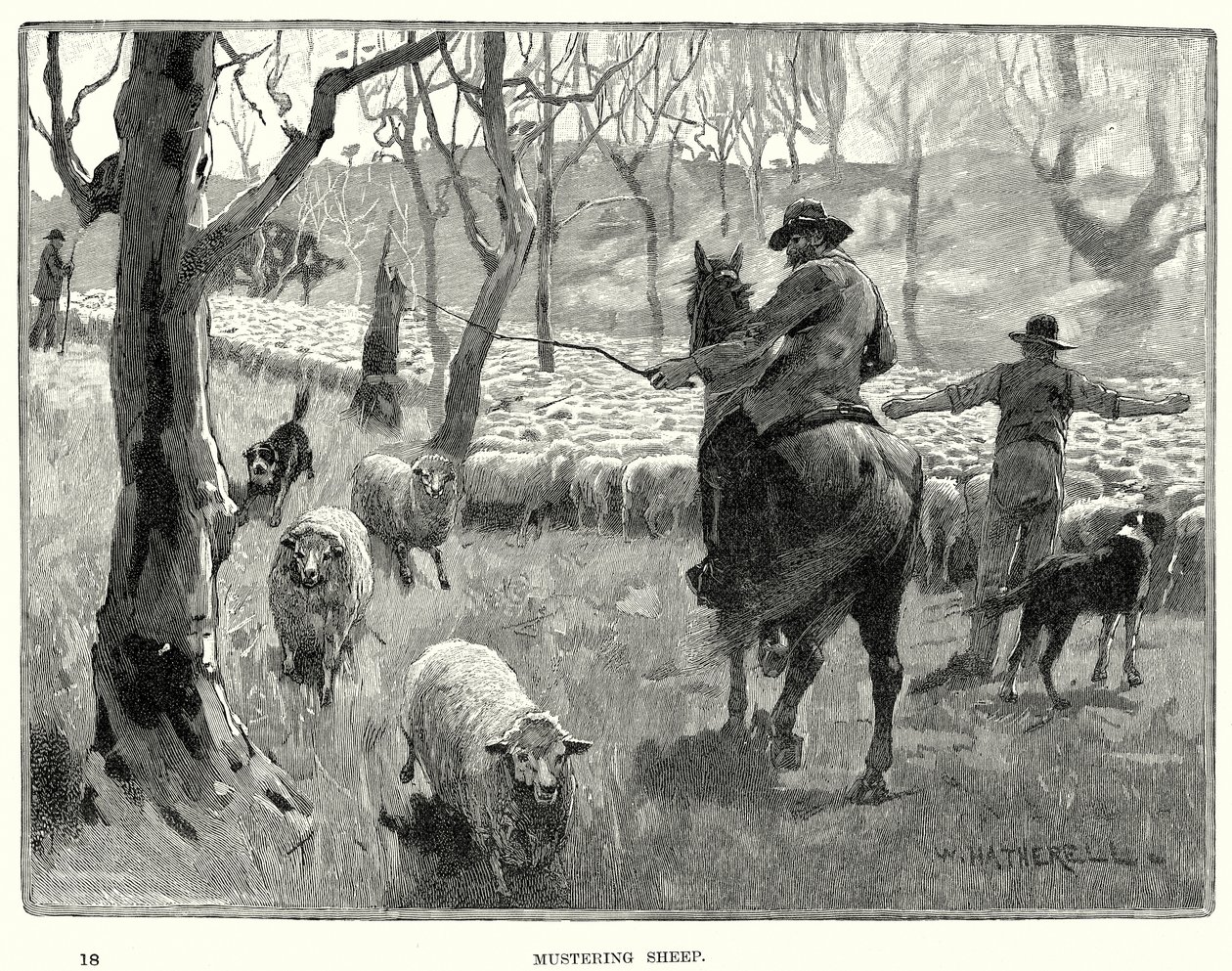 Mustering Sheep by English School