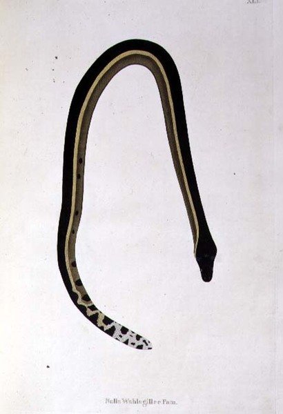 Nalla Wahlagillee Pam Snake from 