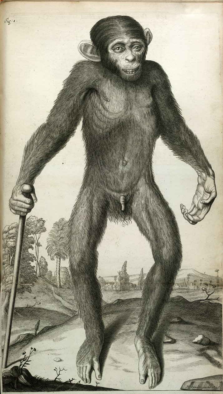 Orang-Outang, sive Homo Sylvestris: or, the Anatomy of a Pygmie compared with that of a monkey, an ape, and a man