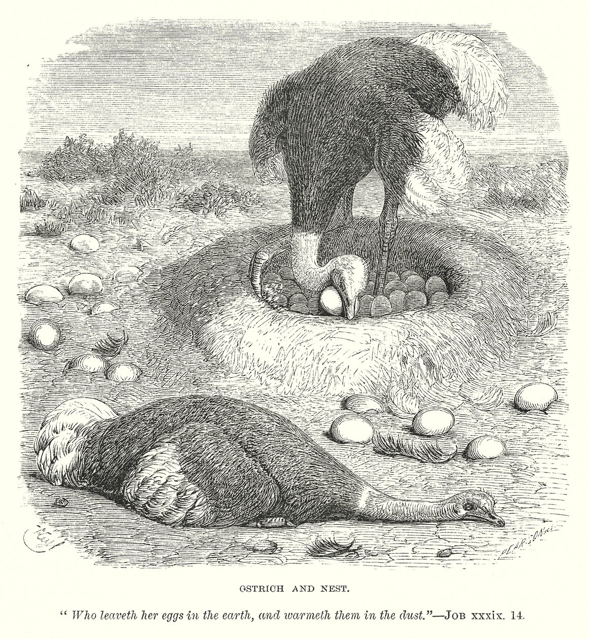 Ostrich and Nest (engraving) by English School
