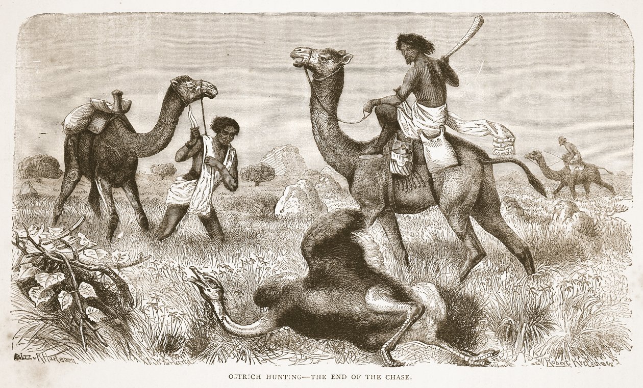 Ostrich hunting - the end of the chase, illustration from The Pictorial Edition of the Life and Discoveries of David Livingstone by J. Ewing Richie by English School