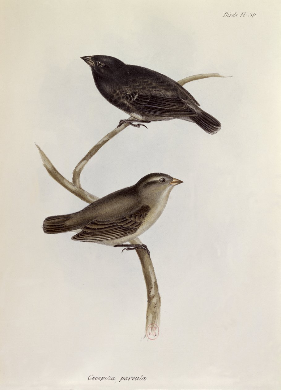 Pair of Geospiza Parvula, illustration from The Zoology of the Voyage of H.M.S. Beagle, 1832-36 by Charles Darwin, 1840 by English School