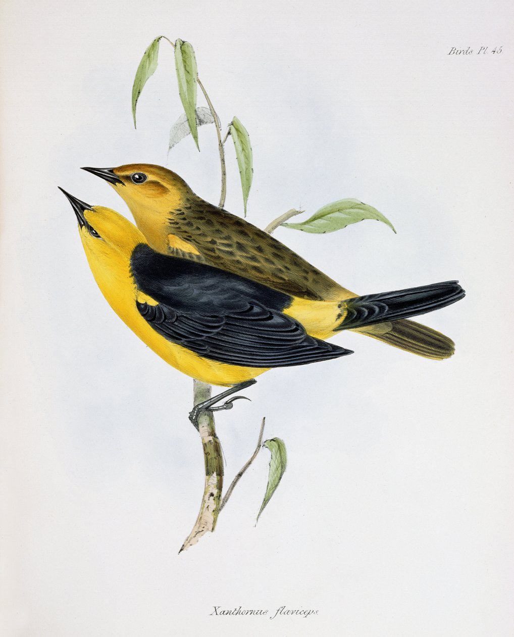Pair of Xanthornus Flaviceps, illustration from The Zoology of the Voyage of H.M.S. Beagle, 1832-36 by Charles Darwin, 1840 by English School