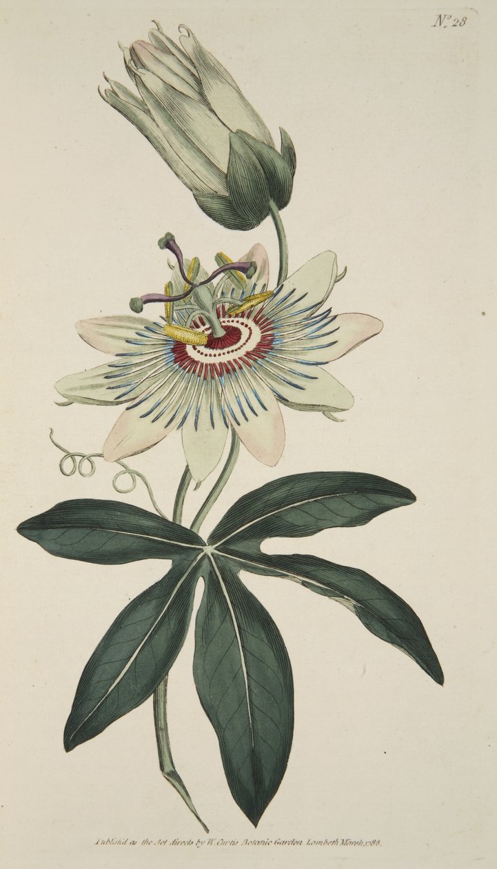 Passiflora Coerulea (Common Passion Flower), from The Botanical Magazine or Flower Garden Displayed, pub. 1786 by English School