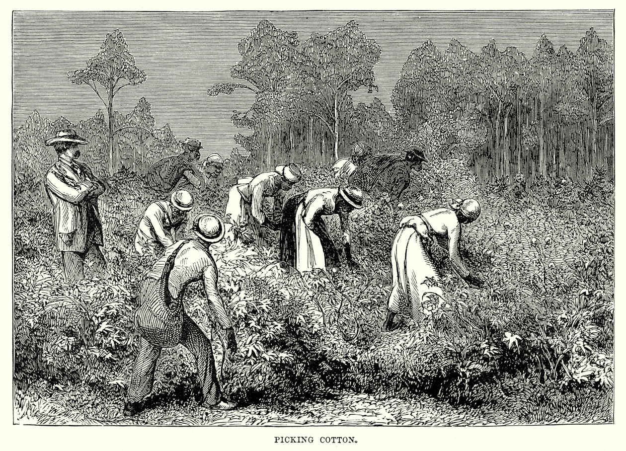 Picking Cotton by English School