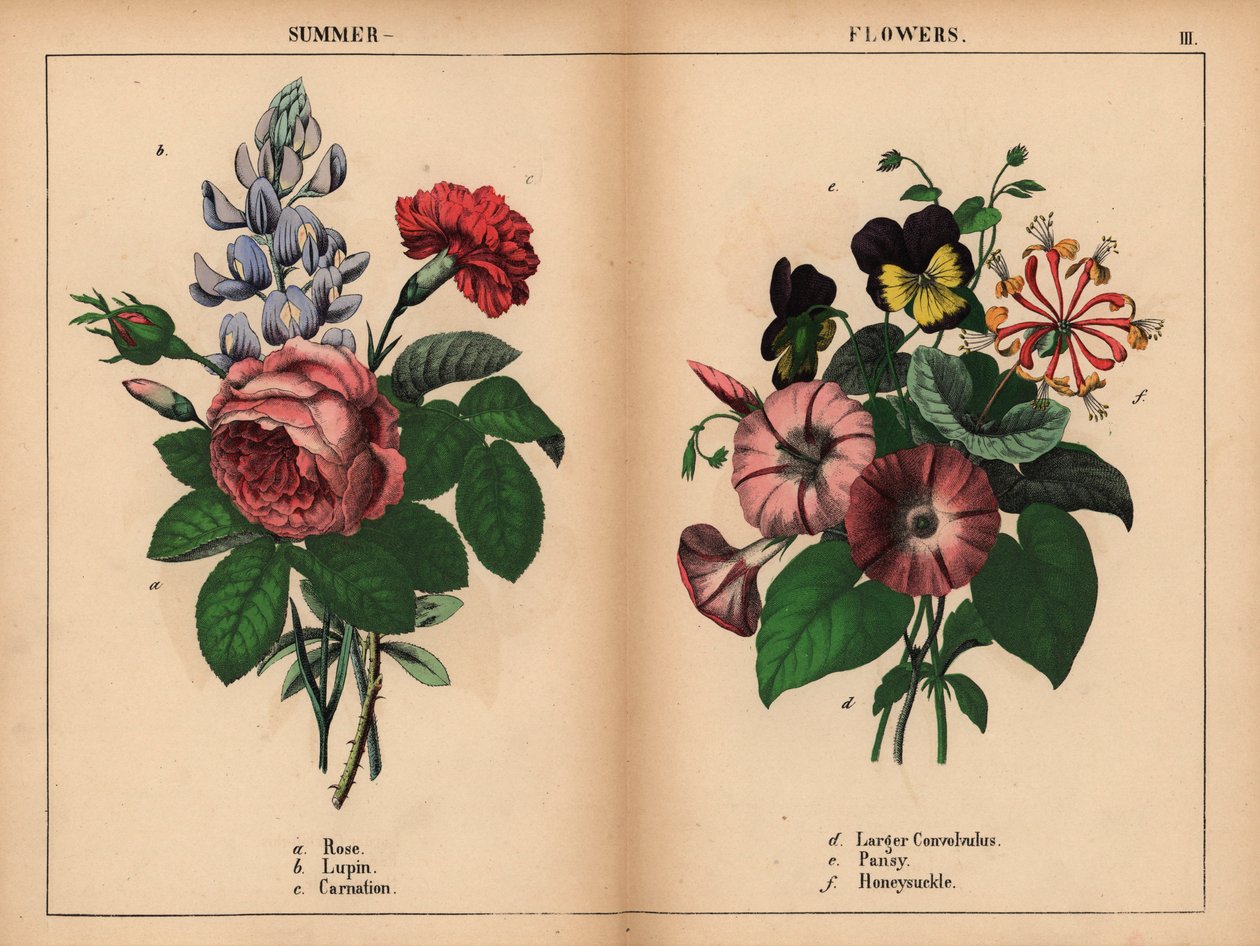 Pink Cabbage Rose, Blue Lupin, Scarlet Carnation, Purple Larger Convolvulus, Purple and Yellow Pansy, and Pink and Orange Honeysuckle, from 