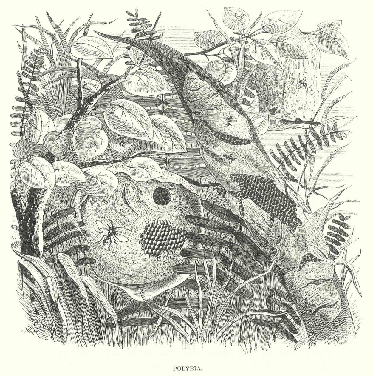 Polybia Wasps by English School