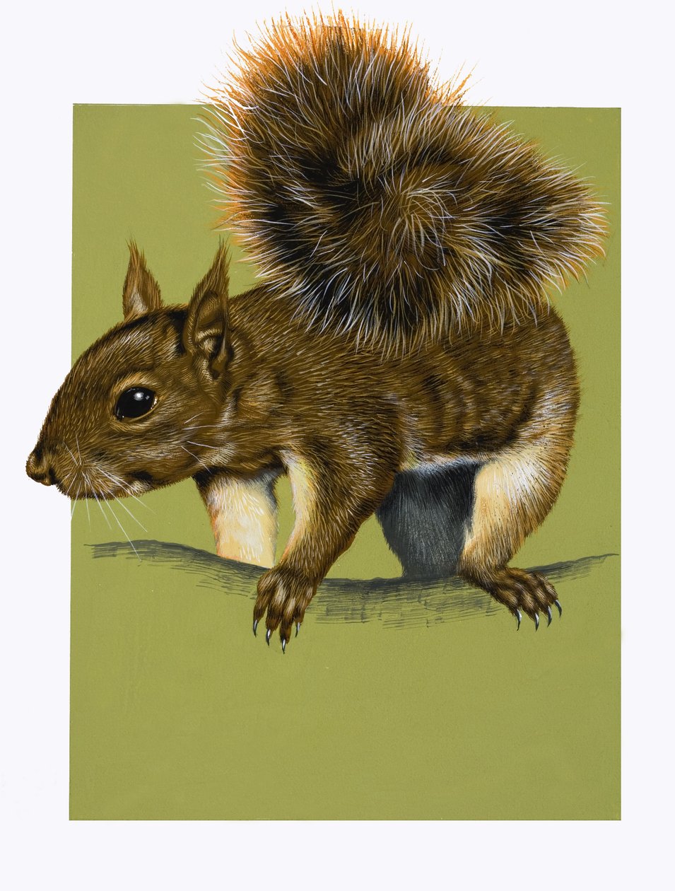 Red Squirrel by English School