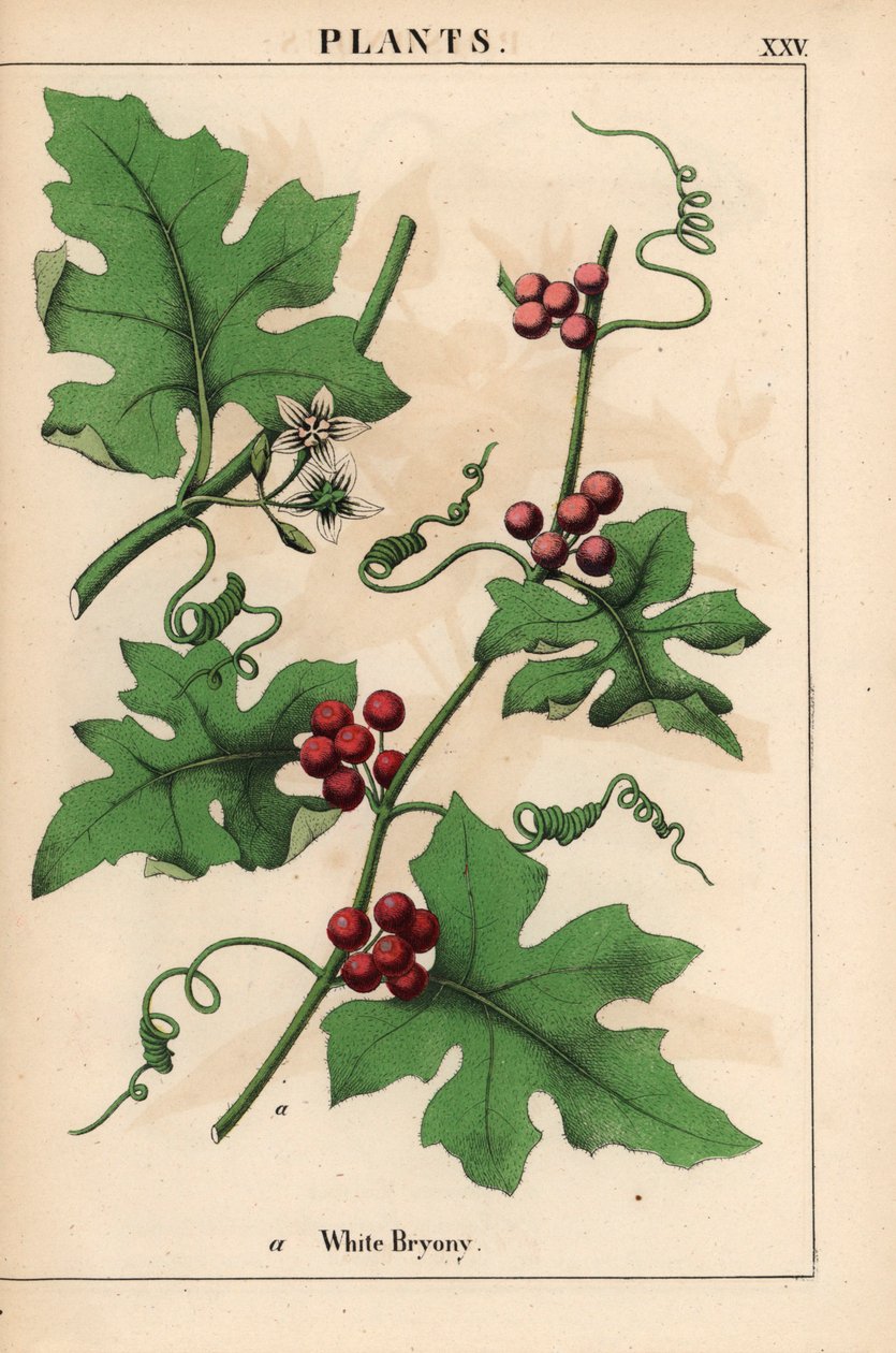 Red bryony with red berries. Bryonia dioica, from 