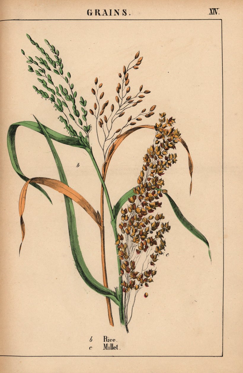 Rice and millet, from 