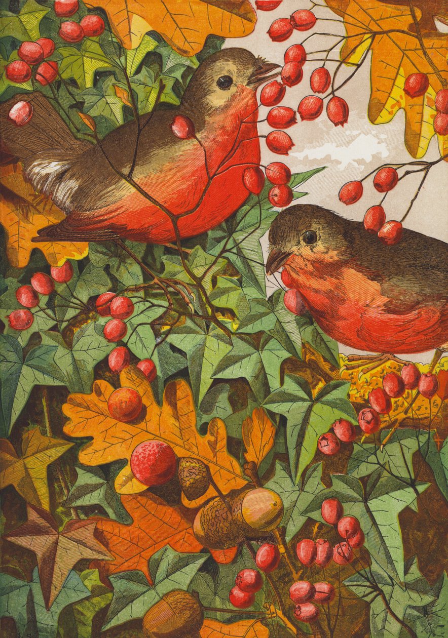 Robins by English School