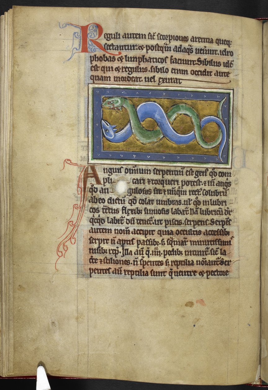 Anguis, from 