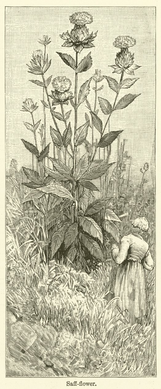 Safflower by English School