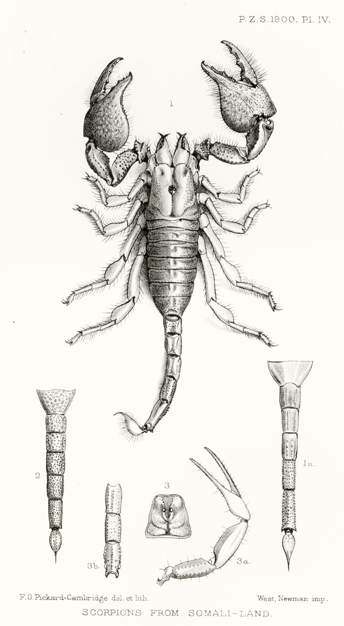 Scorpions from Somali-land, illustration from The Hope Reports, Vol. II, 1897-1900, edited by Edward B. Poulton, Oxford, 1901 by English School