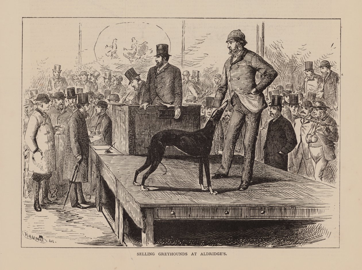 Selling Greyhounds at Aldridge