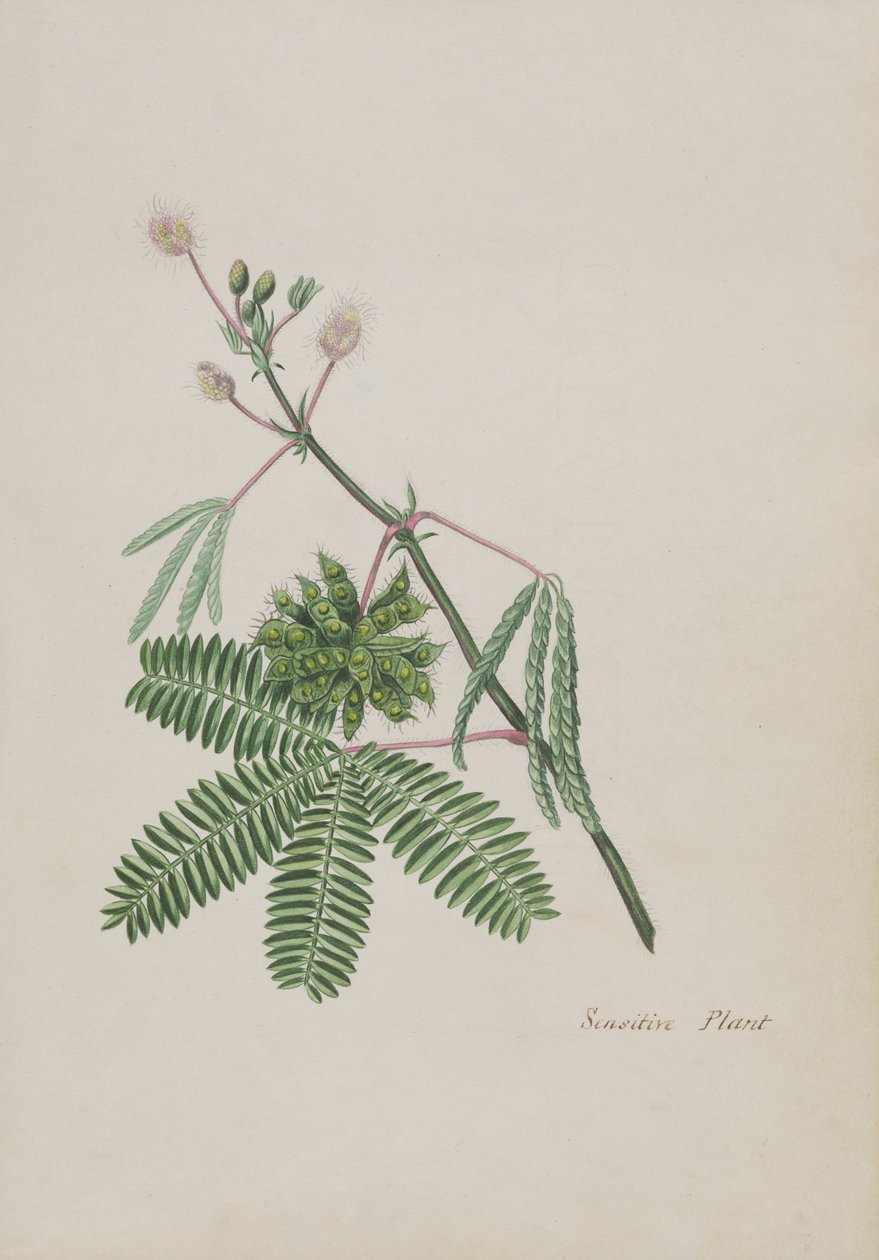 Sensitive Plant, illustration from an Album of Poems, Graphite Drawings & Watercolours, c.1828 by English School