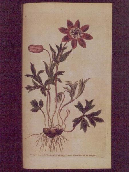 Star Anemone, Plate 123 from William Curtis
