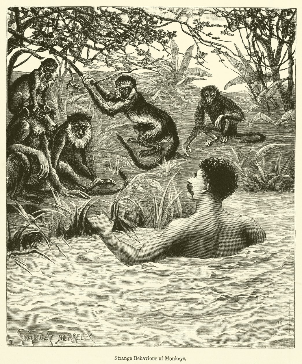 Strange Behaviour of Monkeys by English School