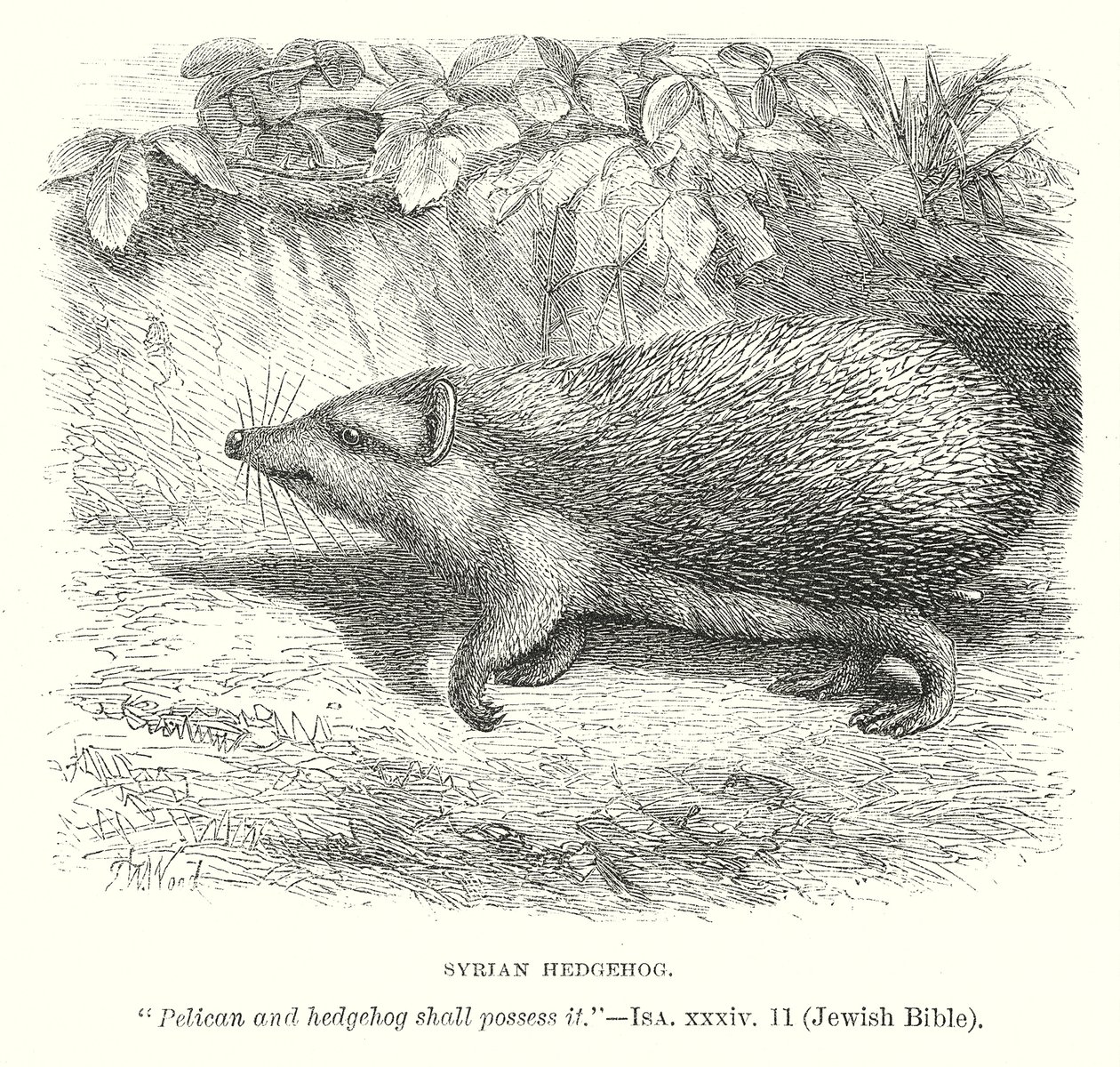 Syrian Hedgehog by English School