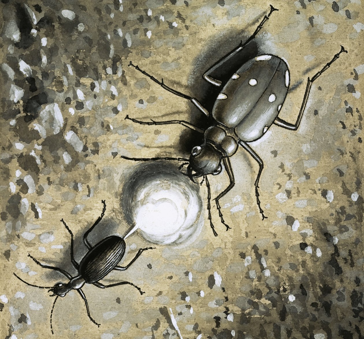The Bombardier Beetle by English School