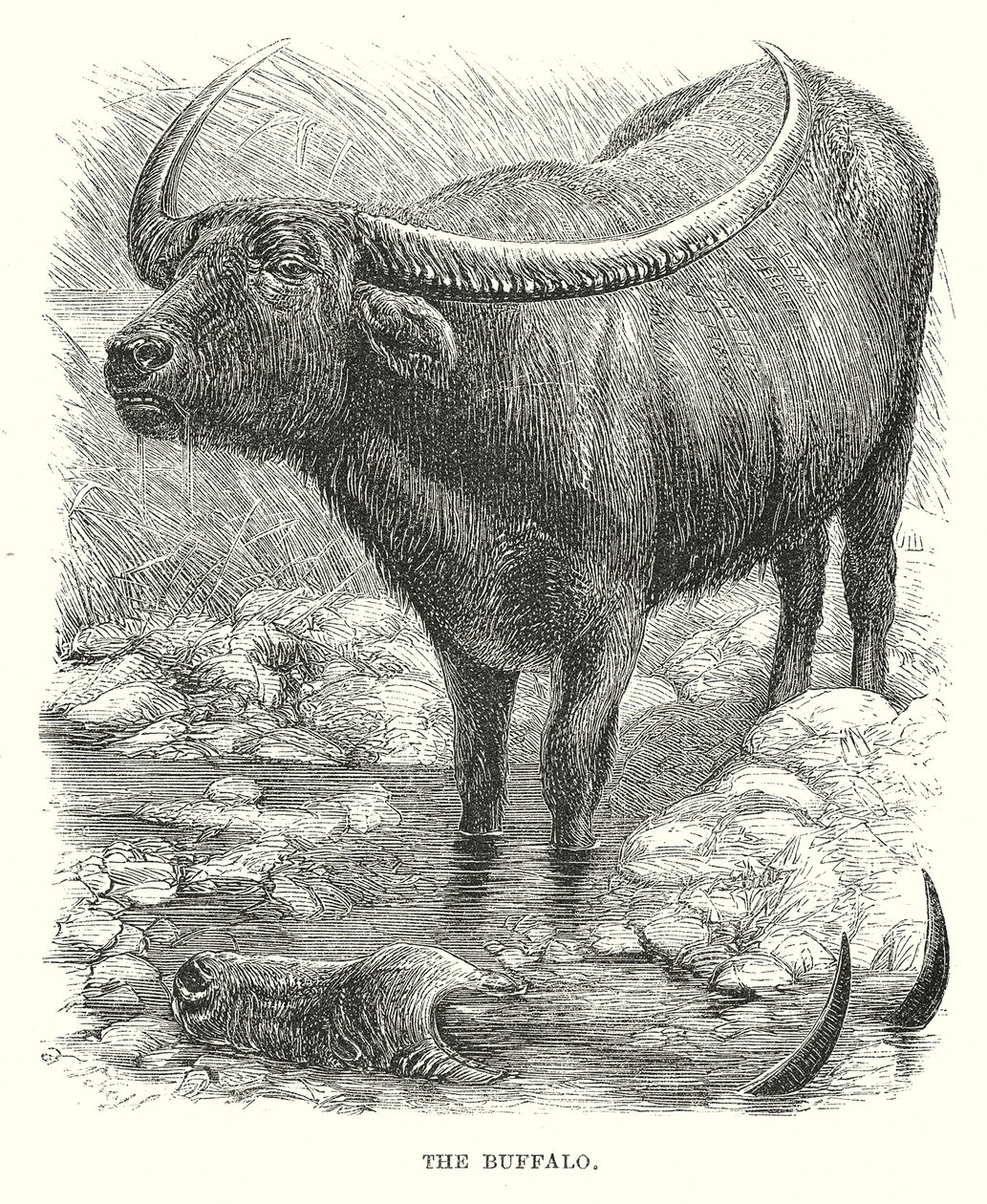The Buffalo by English School