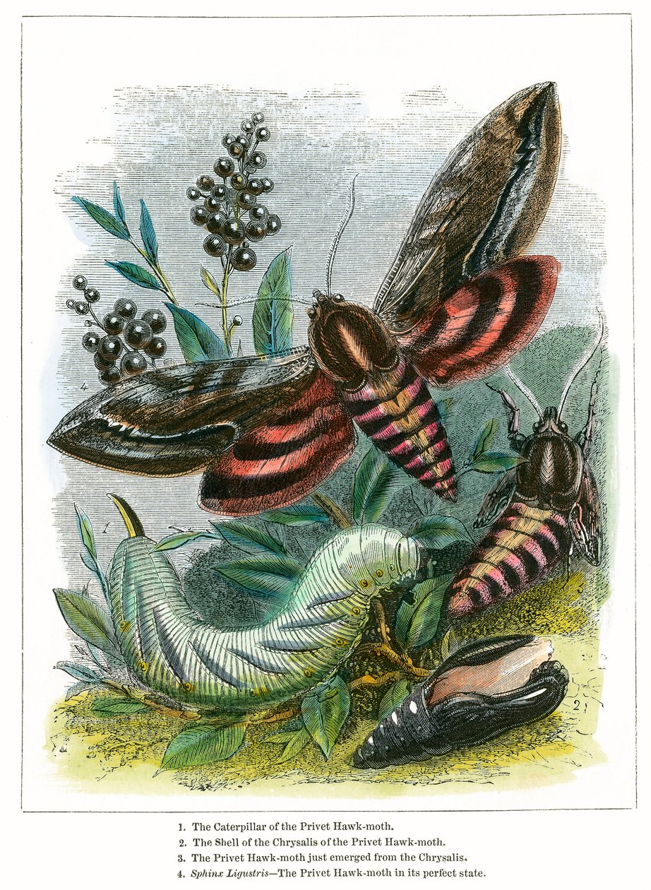 The Butterfly Vivarium by English School