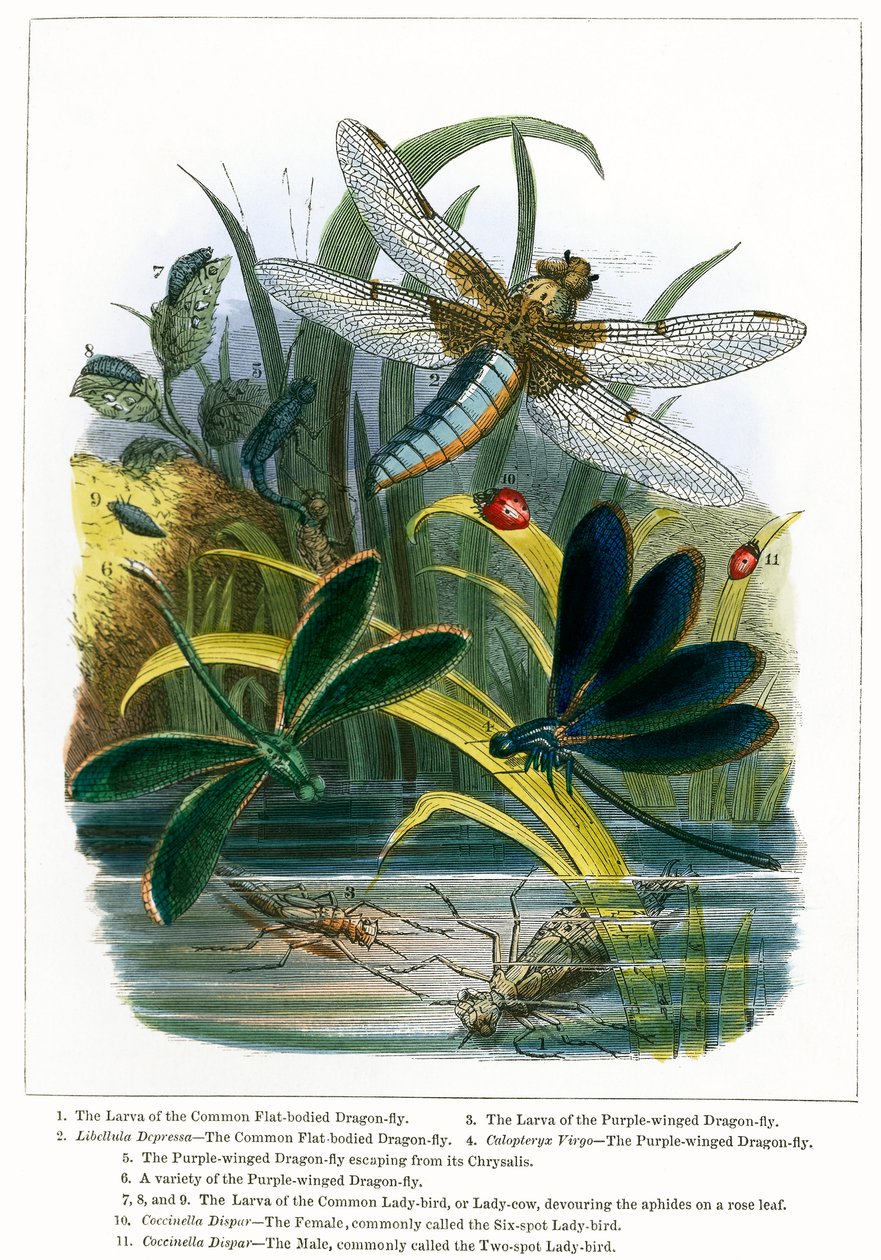 The Butterfly Vivarium by English School