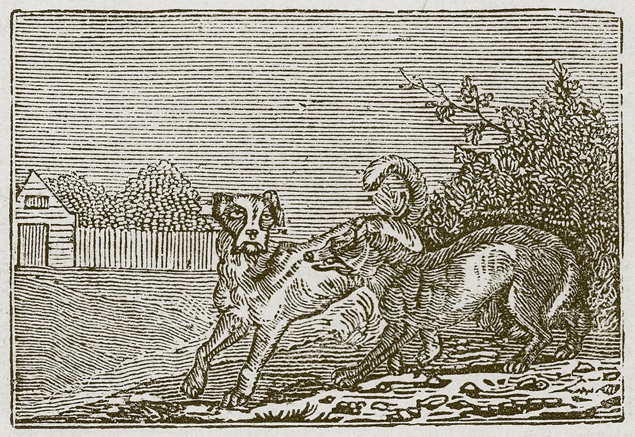 The Dog and the Wolf by English School
