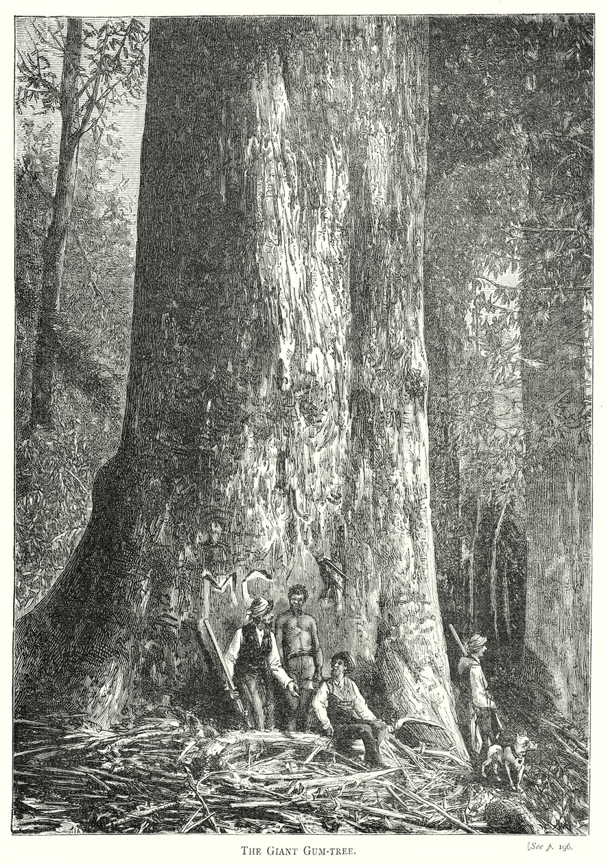 The Giant Gum-Tree (engraving) by English School