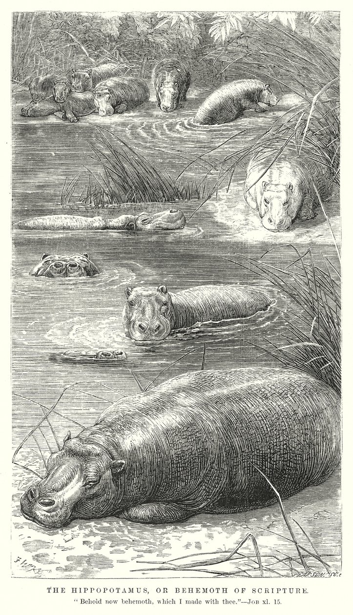 The Hippopotamus, or Behemoth of Scripture by English School
