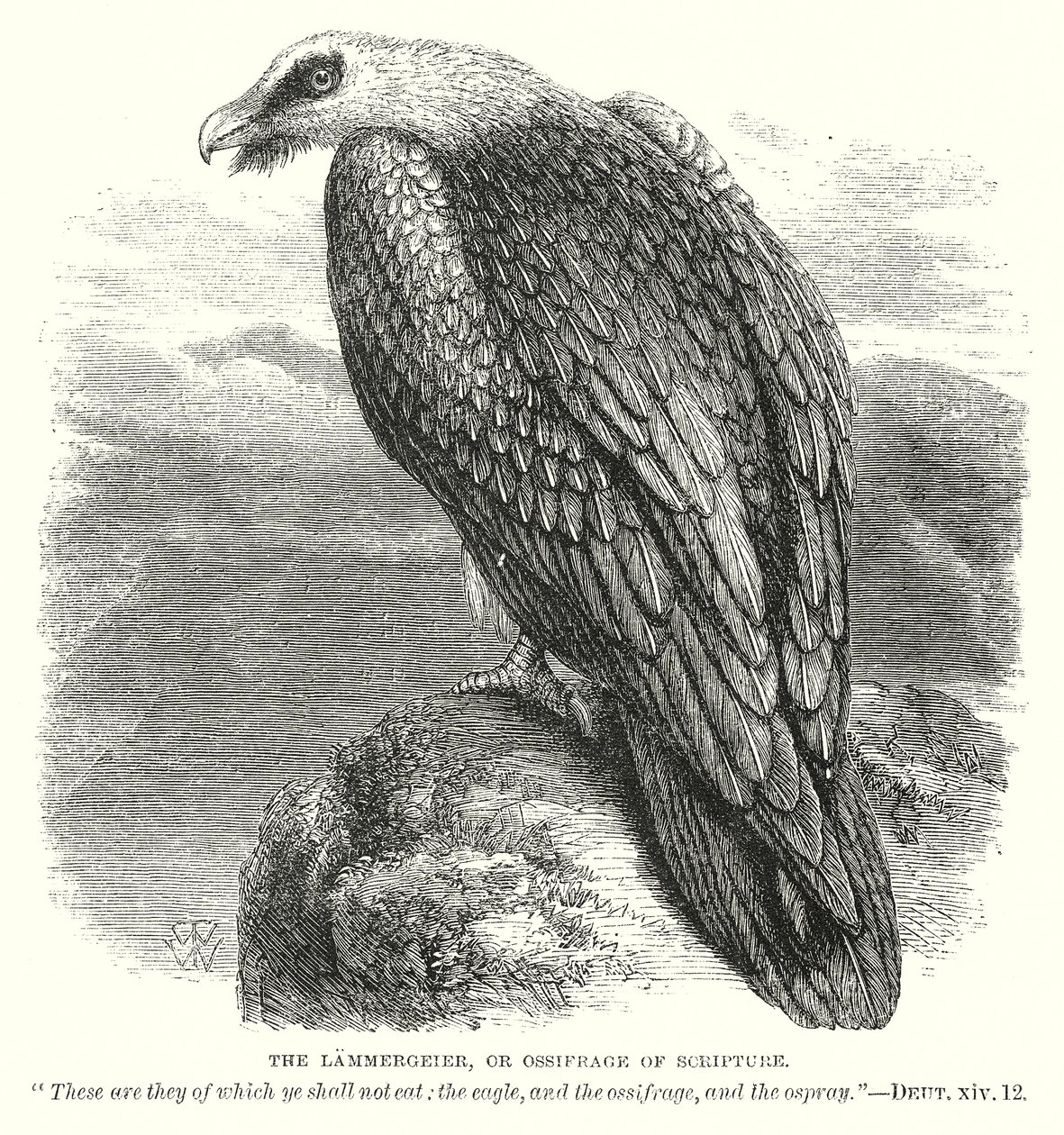 The Lammergeier, or Ossifrage of Scripture by English School