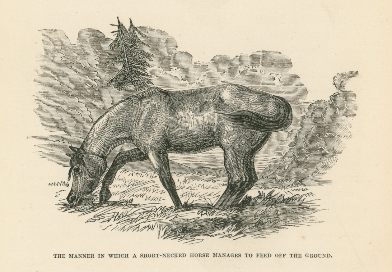The Manner in Which a Short-Necked Horse Manages to Feed Off the Ground by English School