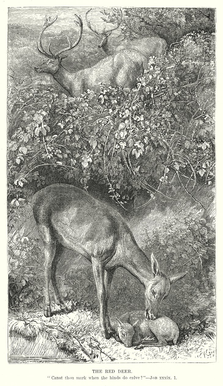 The Red Deer by English School