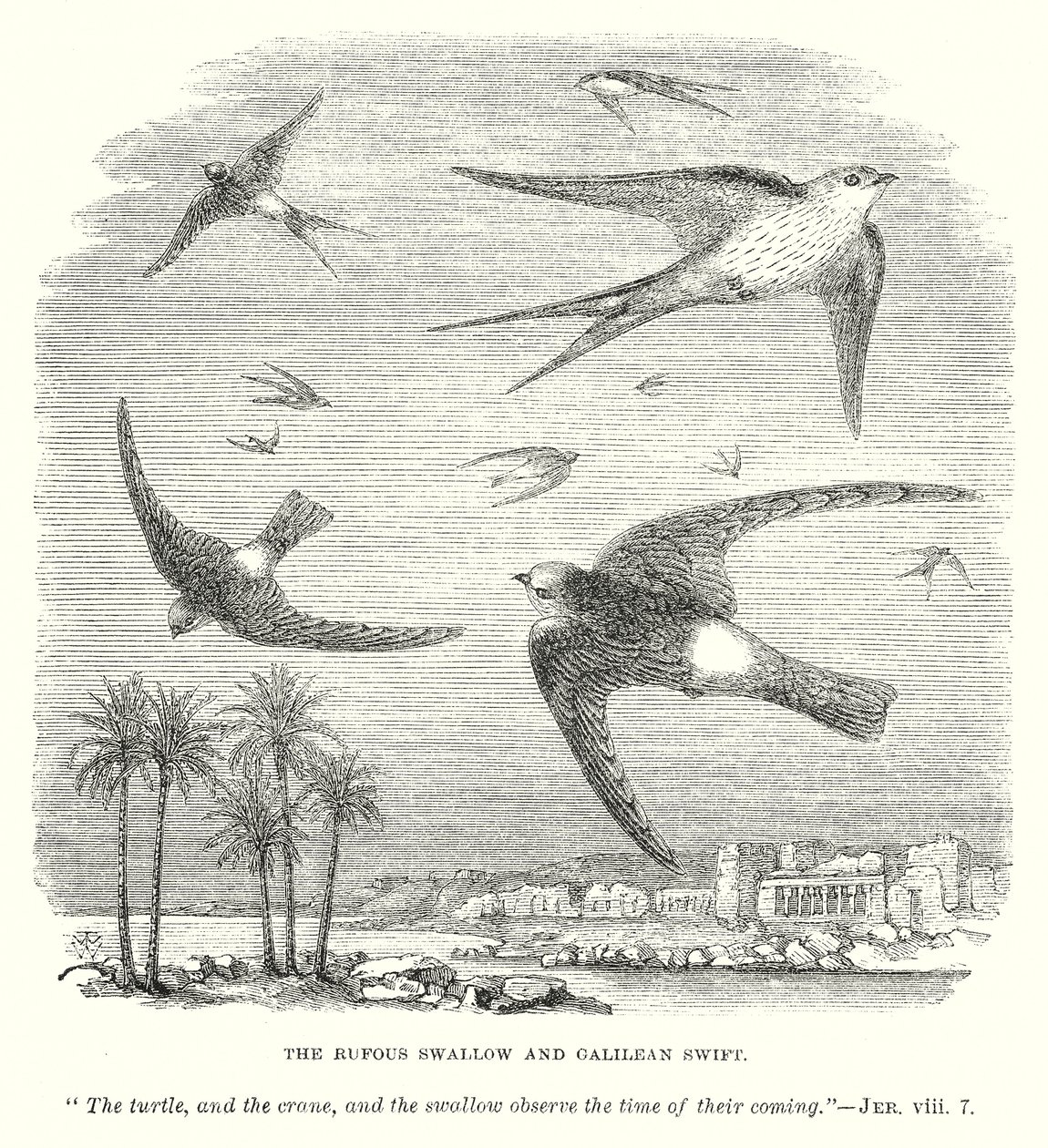 The Rufous Swallow and Galilean Swift (engraving) by English School