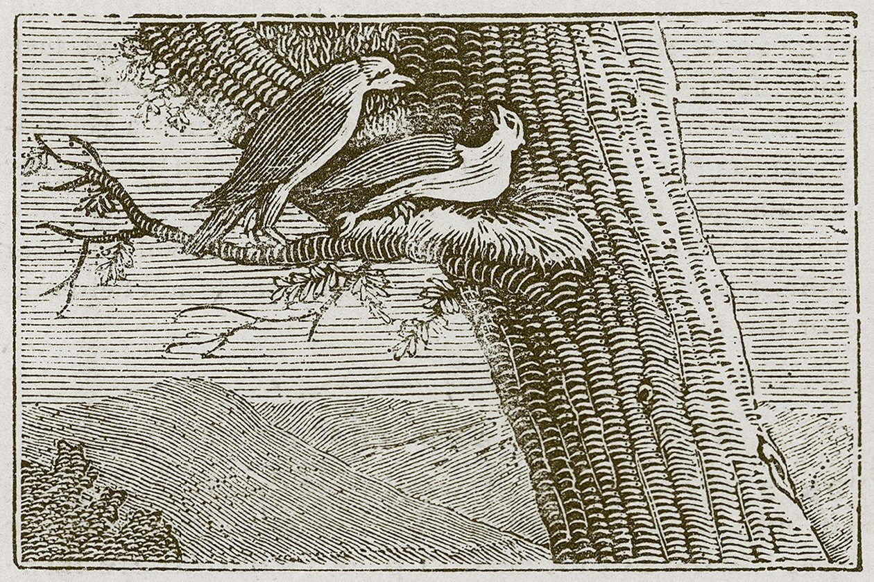 The Sick Kite by English School