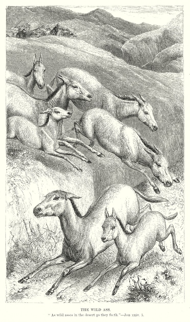 The Wild Ass by English School