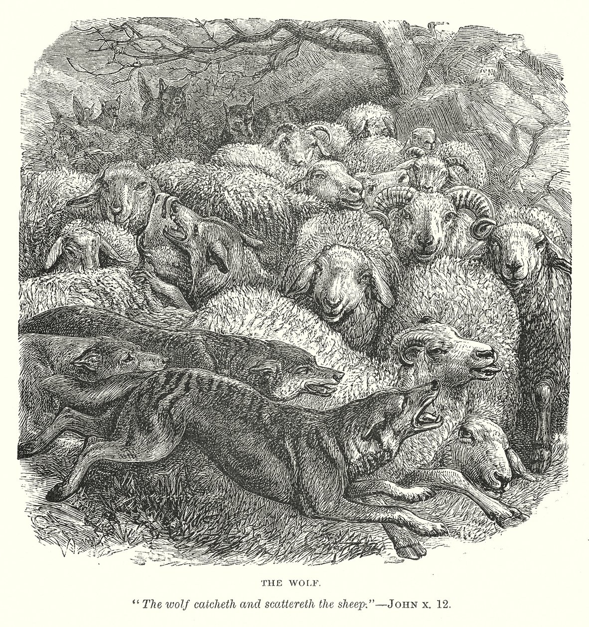 The Wolf by English School