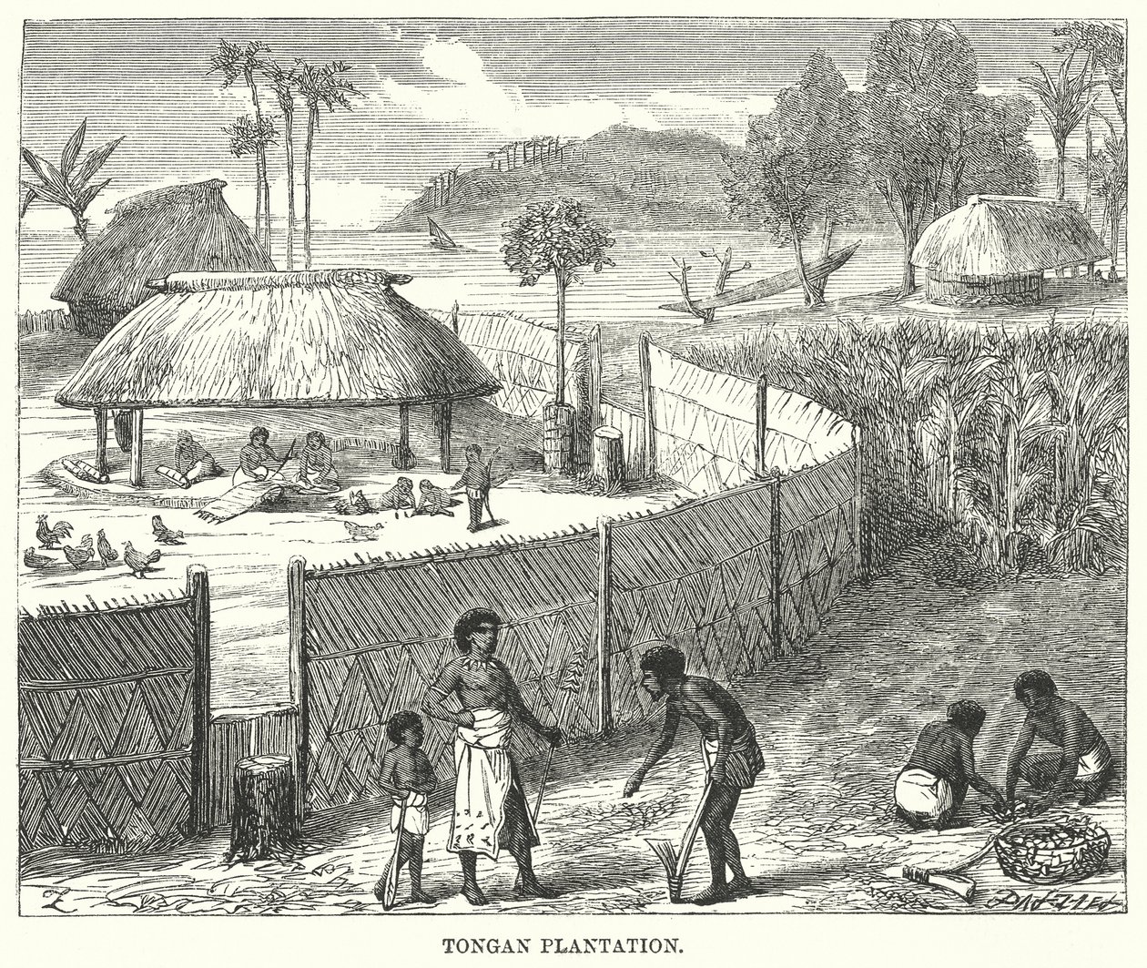 Tongan Plantation by English School