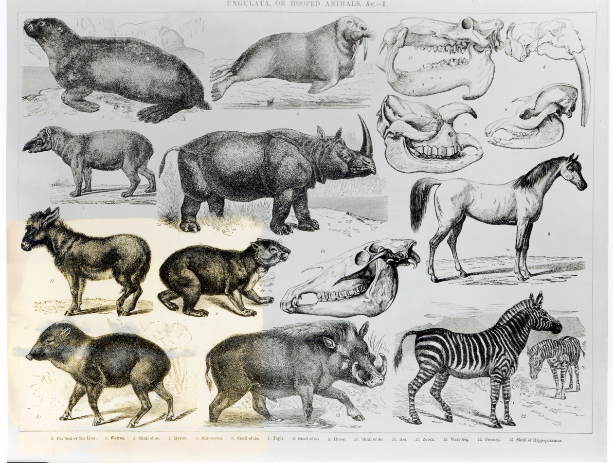 Ungulata or Hoofed Animals by English School