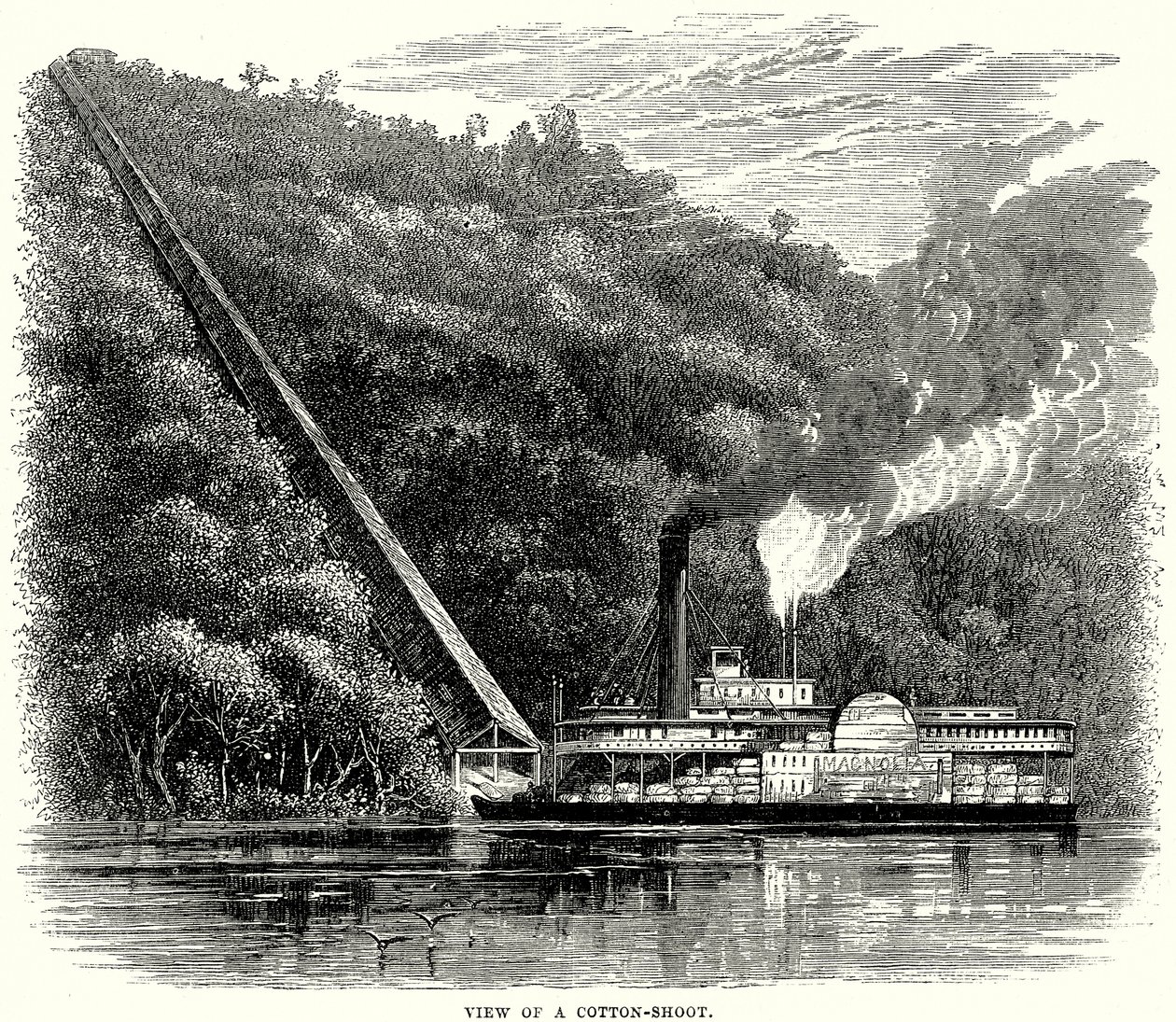 View of a Cotton-Shoot by English School