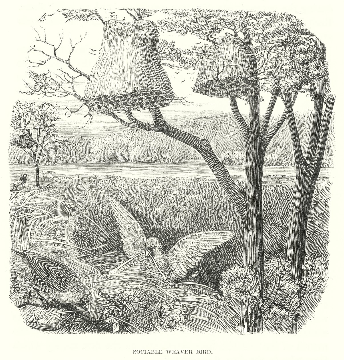 Weaver Birds by English School