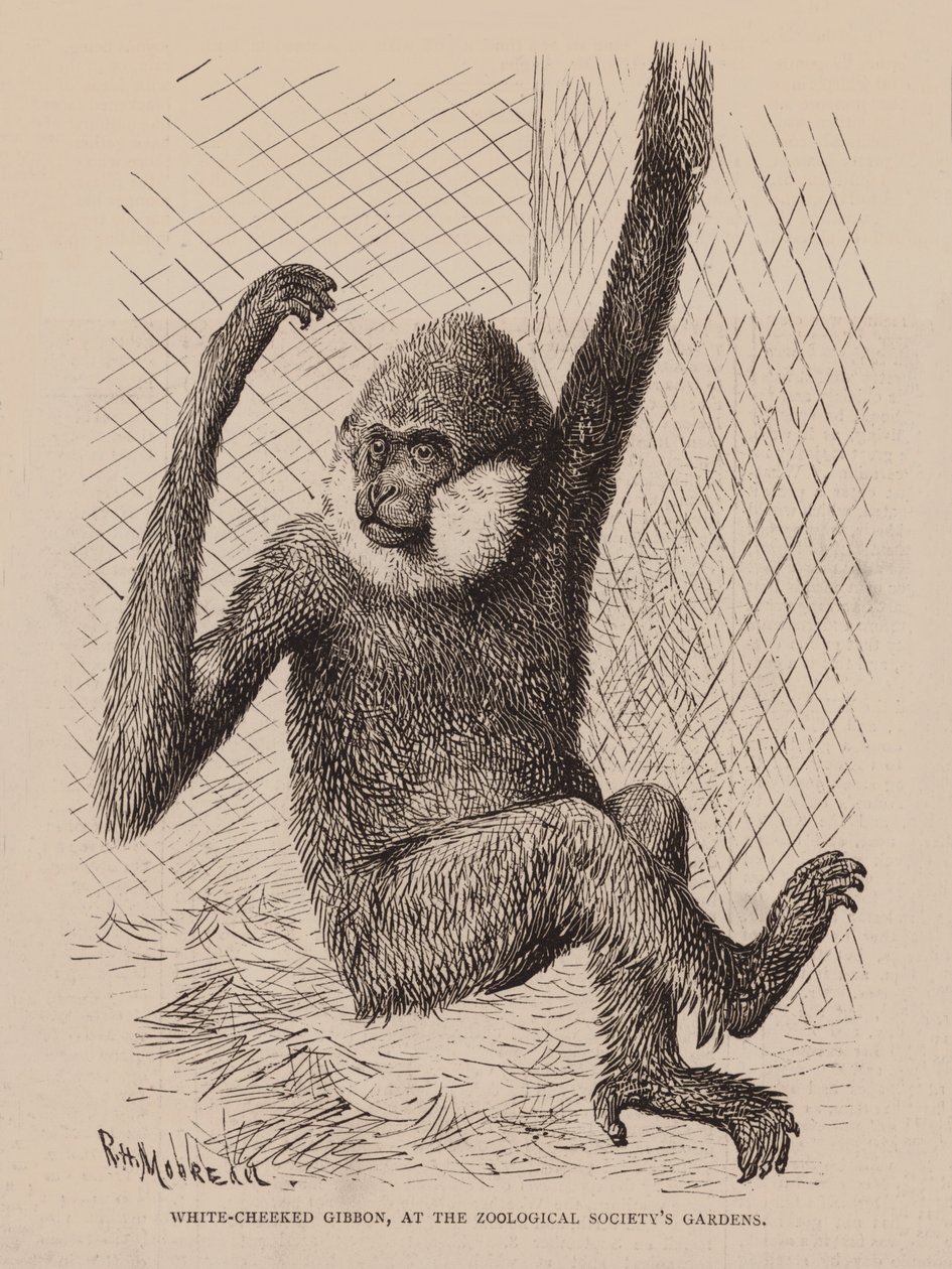 White Cheeked Gibbon, at the Zoological Society